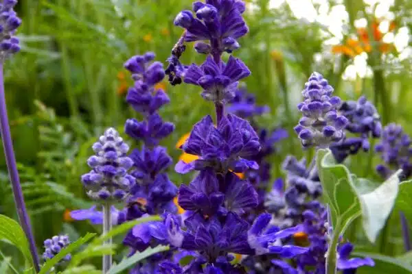 a bunch of purple flowers that are in the grass