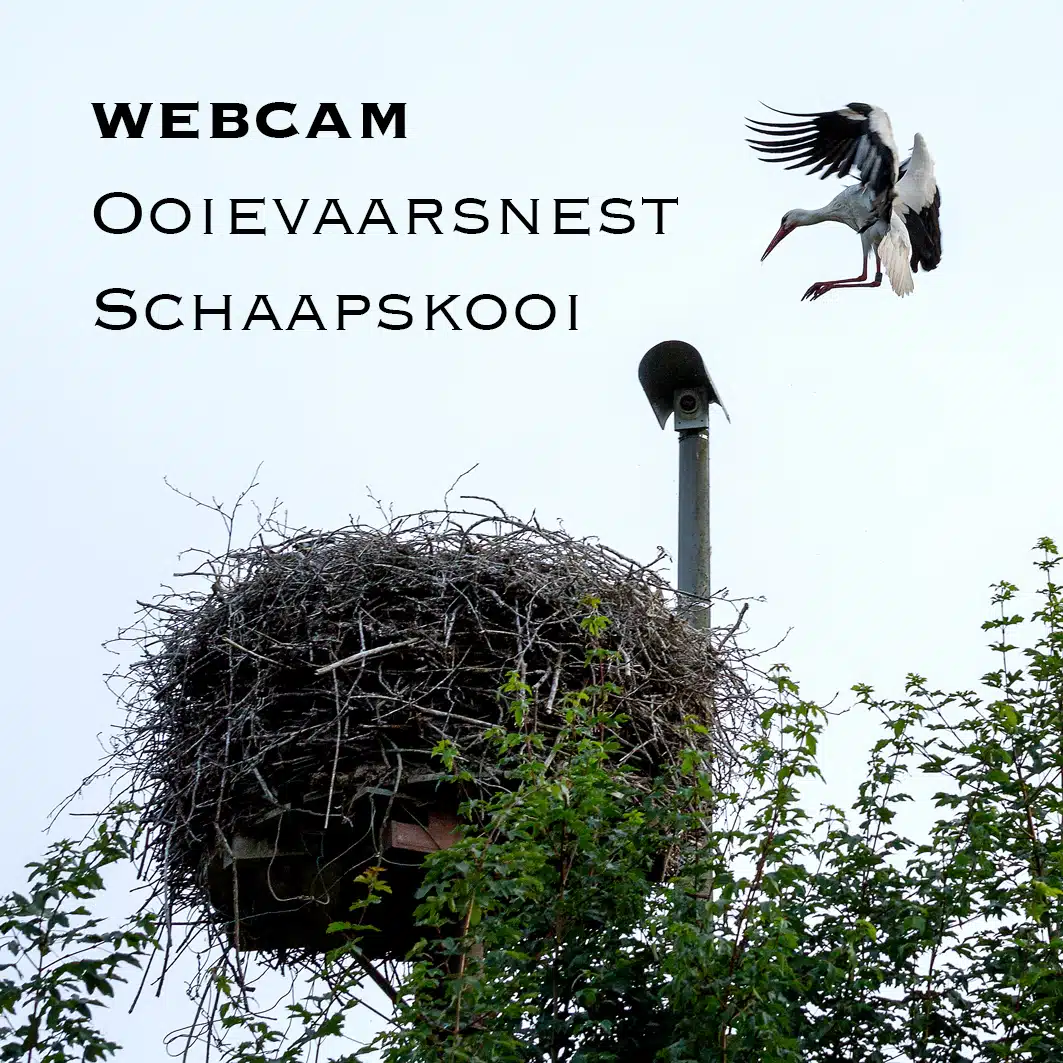 webcam ooievaarsnest